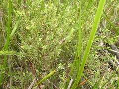 Melaleuca thymifolia
