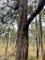 Lysicarpus angustifolius