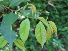 Prunus phaeosticta