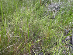 Melaleuca thymifolia