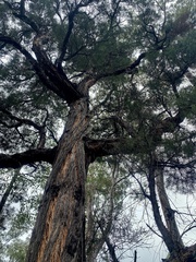 Lysicarpus angustifolius