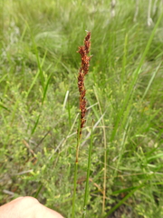 Machaerina teretifolia