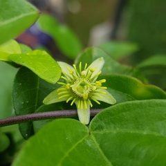 Passiflora suberosa
