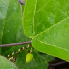 Passiflora suberosa