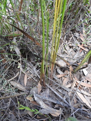 Machaerina teretifolia