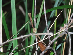 Euphona euphona