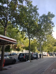 Platanus × hispanica