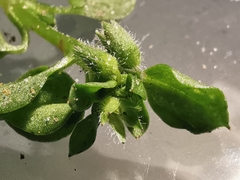 Stellaria apetala