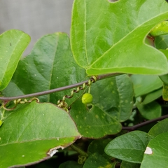 Passiflora suberosa