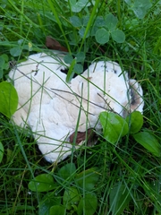 Albatrellus