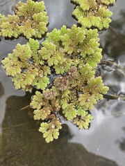 Azolla rubra