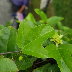 Passiflora suberosa