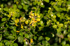 Barleria rotundifolia