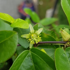 Passiflora suberosa