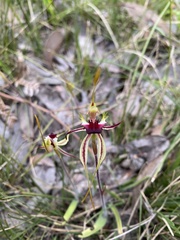Caladenia parva