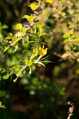 Barleria rotundifolia