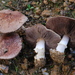 Lilac Mushroom - Photo (c) Marco Floriani, some rights reserved (CC BY-NC), uploaded by Marco Floriani