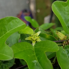 Passiflora suberosa
