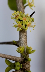 Dovyalis rhamnoides