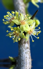 Dovyalis rhamnoides