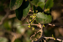Dovyalis rhamnoides