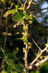Dovyalis rhamnoides