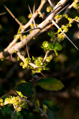 Dovyalis rhamnoides
