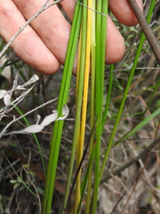 Machaerina teretifolia