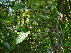 Mussaenda parviflora