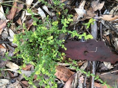 Gonocarpus teucrioides