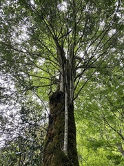 Quercus myrsinifolia