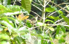 Prinia polychroa