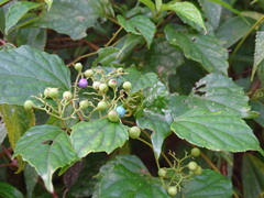 Ampelopsis glandulosa hancei