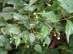 Ampelopsis glandulosa hancei