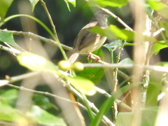Prinia polychroa