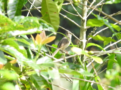 Prinia polychroa