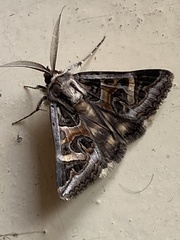 Cerocala vermiculosa