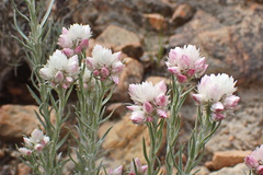 Achyranthemum paniculatum