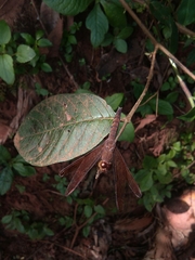 Neurothemis fulvia