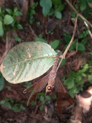 Neurothemis fulvia
