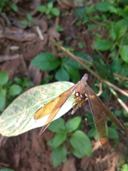Neurothemis fulvia