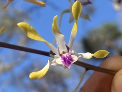 Dendrobium canaliculatum