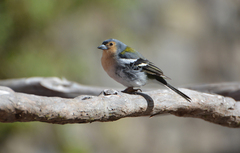 Fringilla coelebs maderensis
