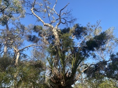 Dendrobium canaliculatum