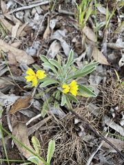 Goodenia willisiana