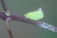 Salurnis marginella