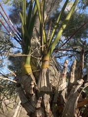 Dendrobium canaliculatum