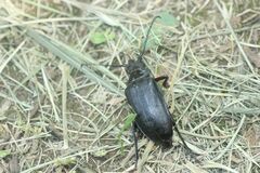 Prionus insularis