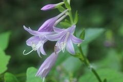 Hosta sieboldii