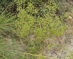 Anginon difforme